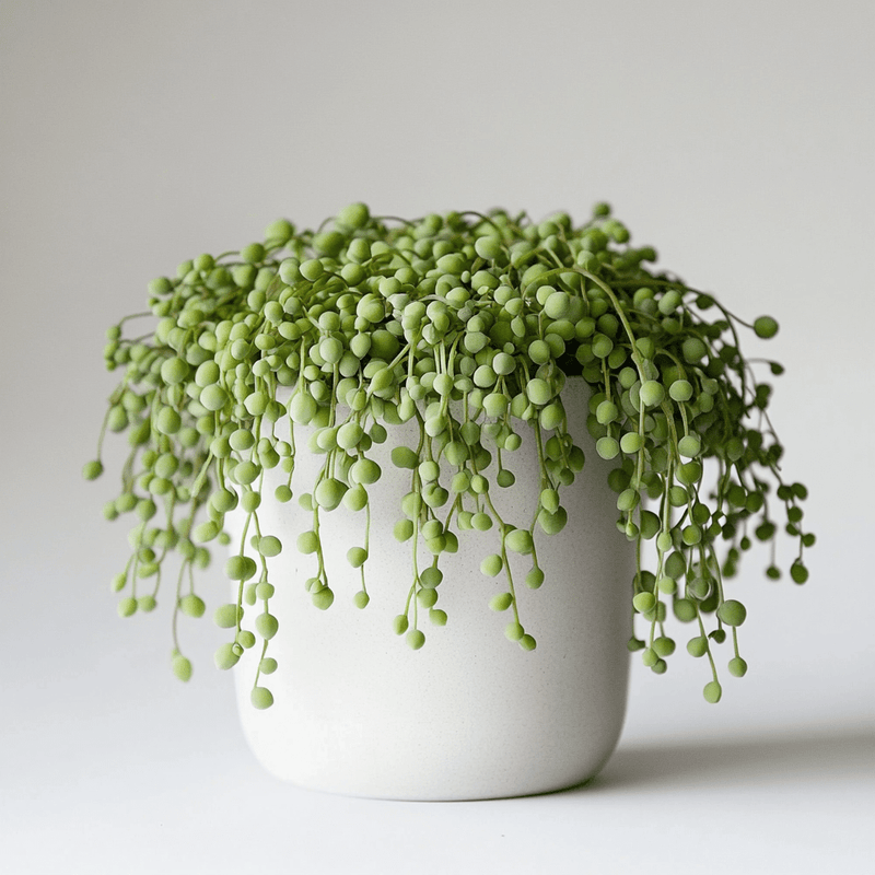 Senecio Rowleyanus · Collar de perlas