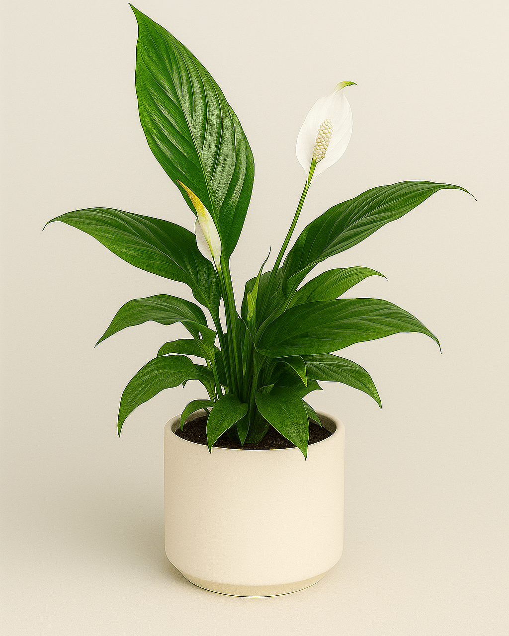 Spathiphyllum - Napuplant