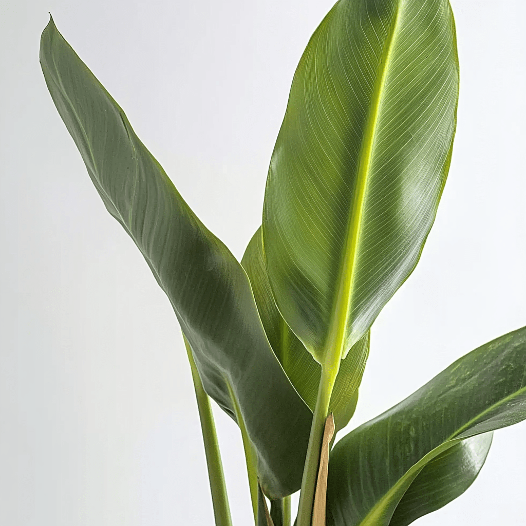 Strelitzia - Napuplant