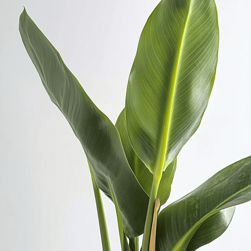 Strelitzia Nicolai
