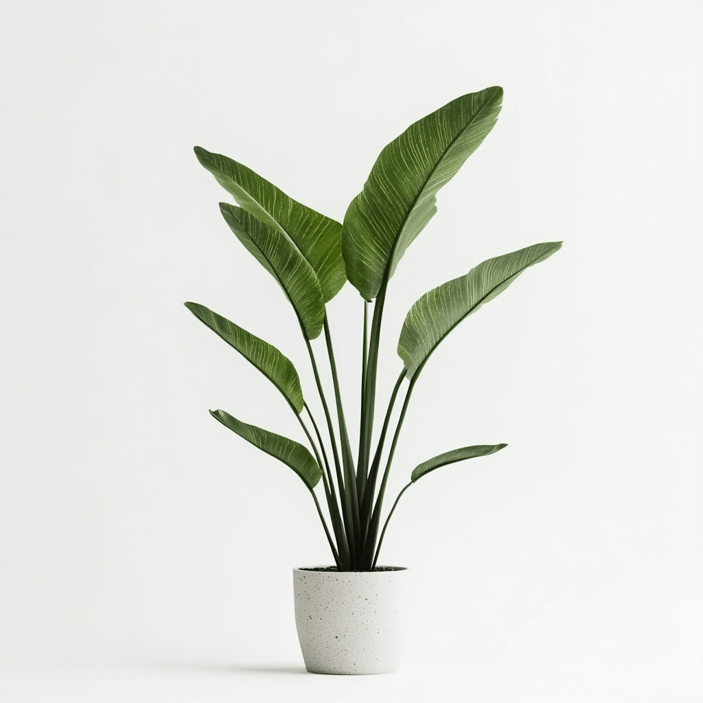 Strelitzia - Napuplant