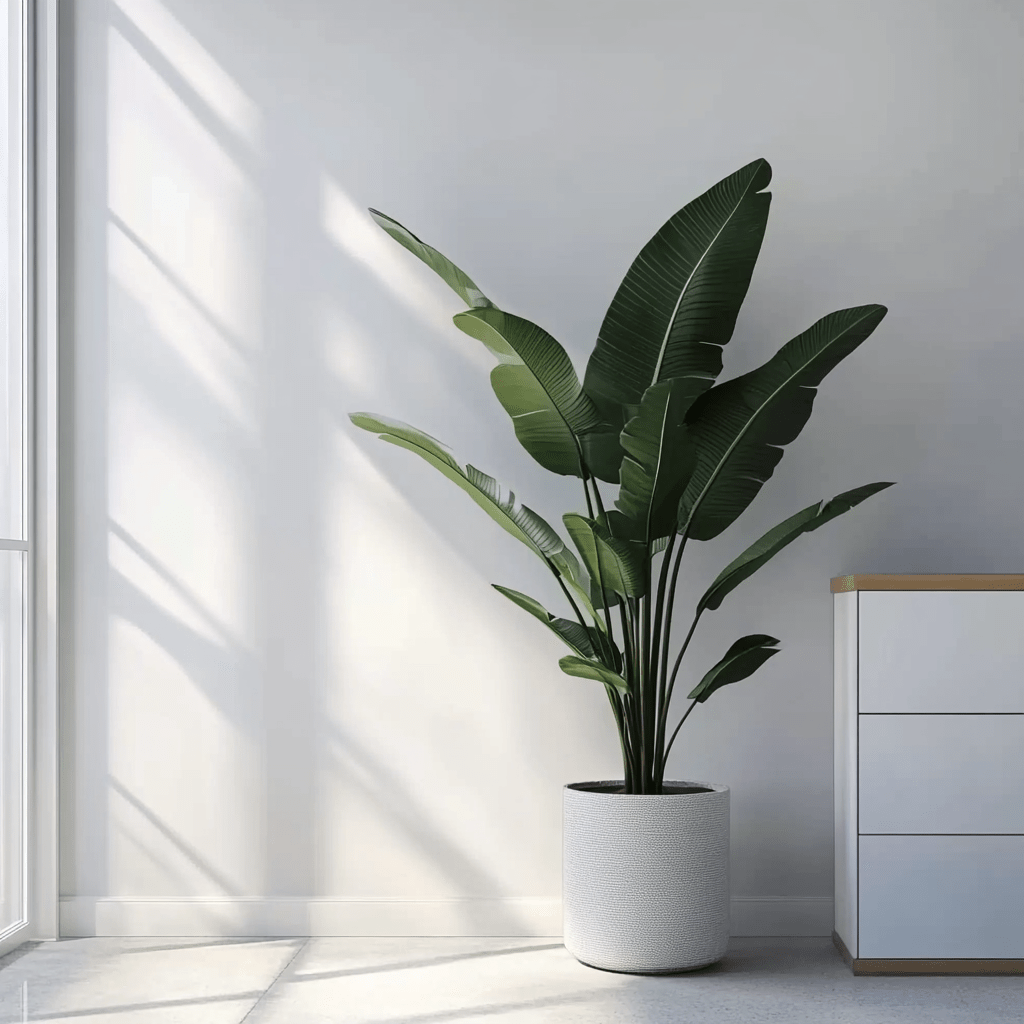 Strelitzia - Napuplant