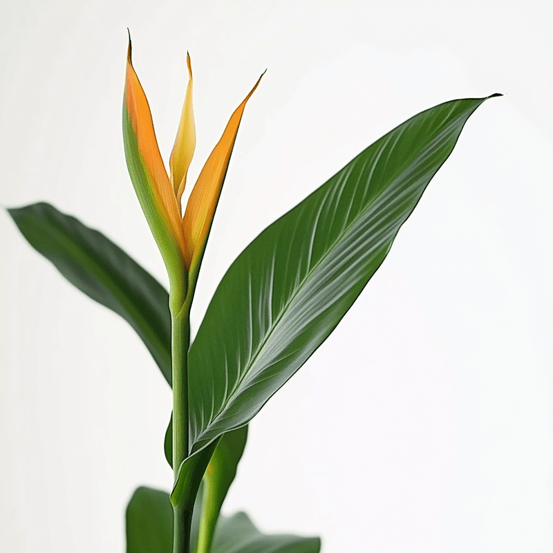 Strelitzia Reginae · Ave del paraíso
