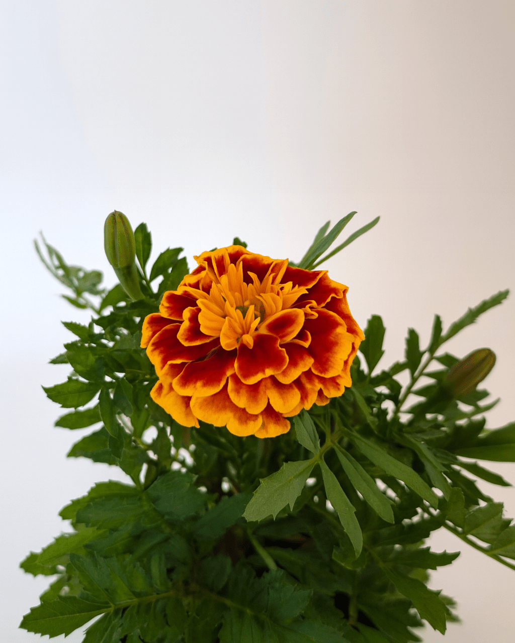 Tagete Patula Mix - Napuplant