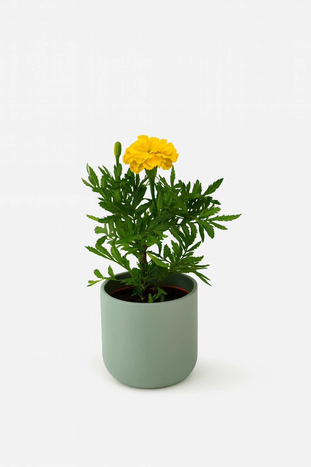 Tagete Patula Mix - Napuplant