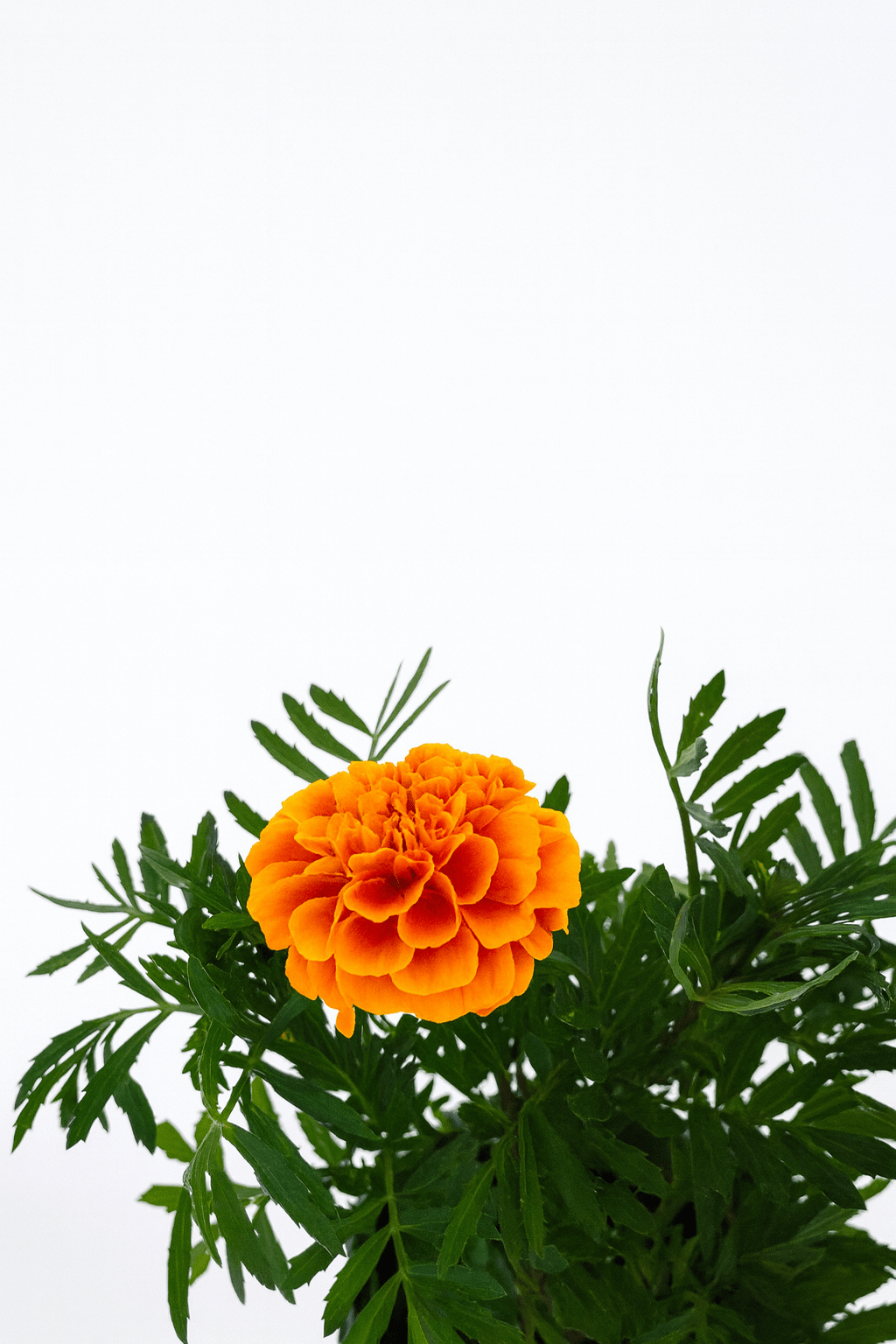 Tagete Patula Mix - Napuplant