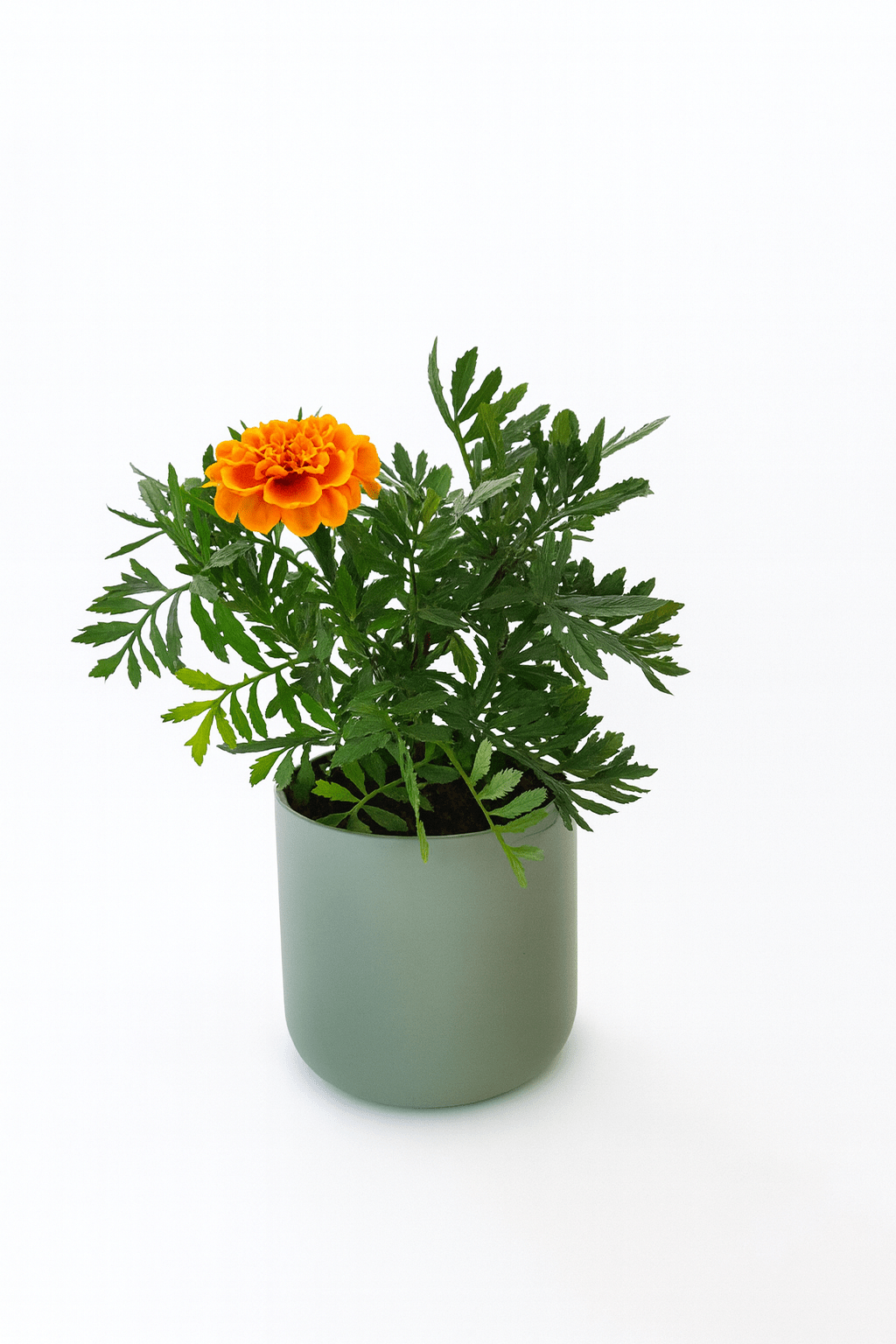 Tagete Patula Mix - Napuplant