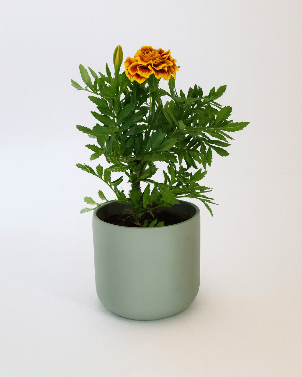 Tagete Patula Mix - Napuplant