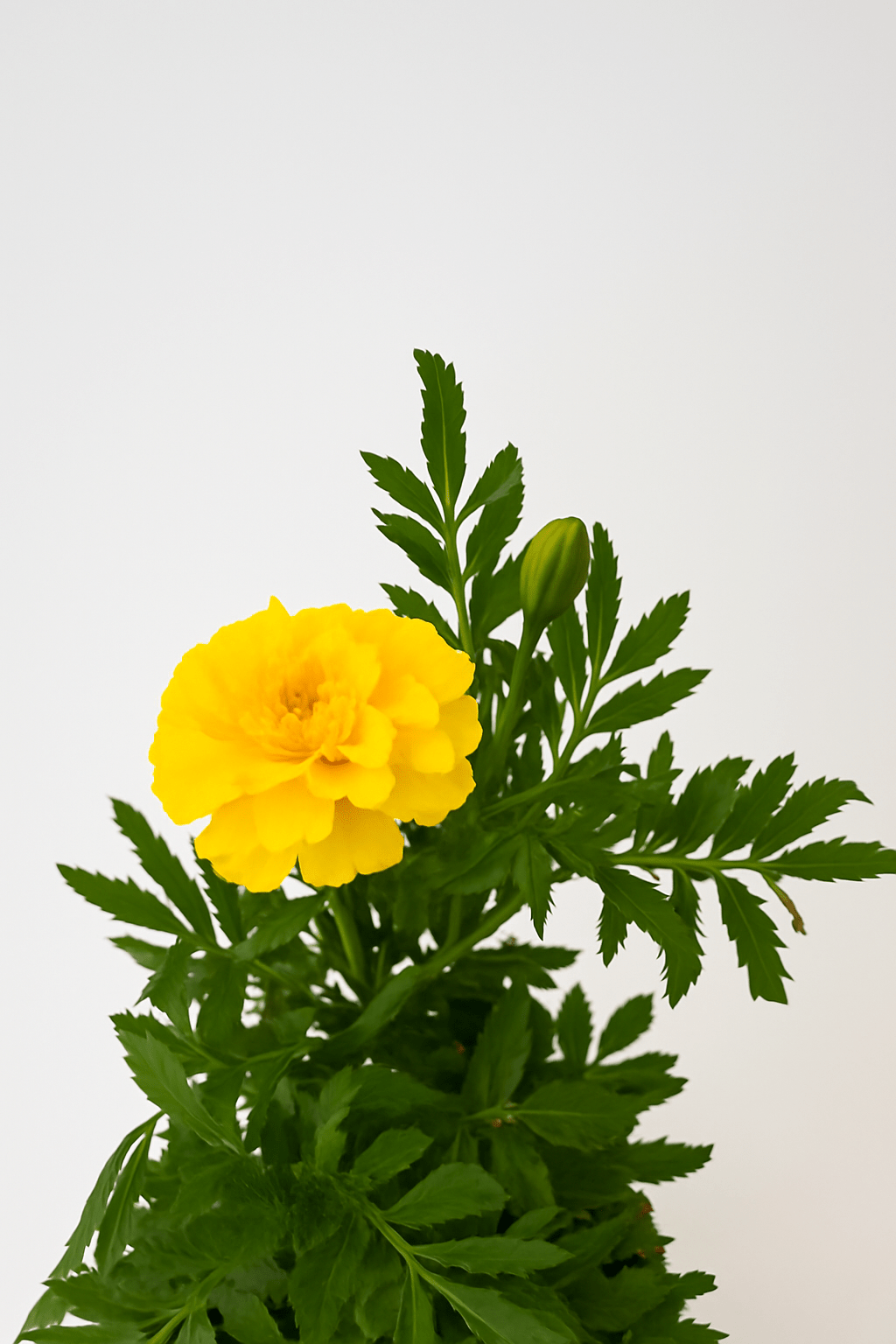 Tagete Patula Mix - Napuplant