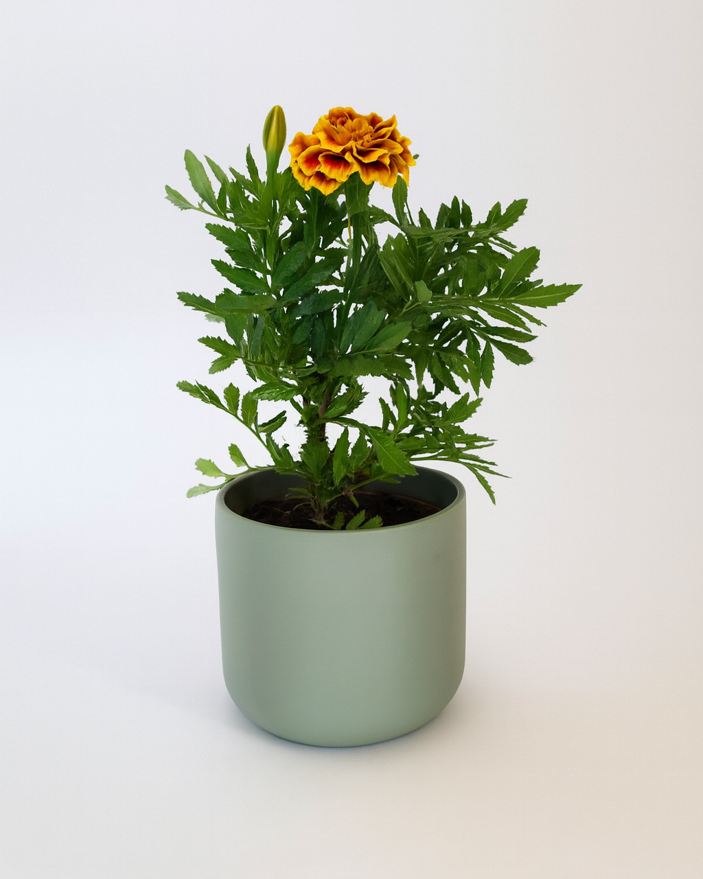 Napuplant
