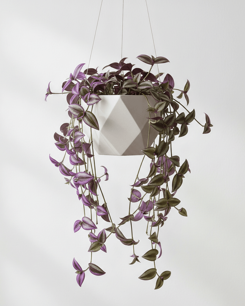 Tradescantia Nanouk