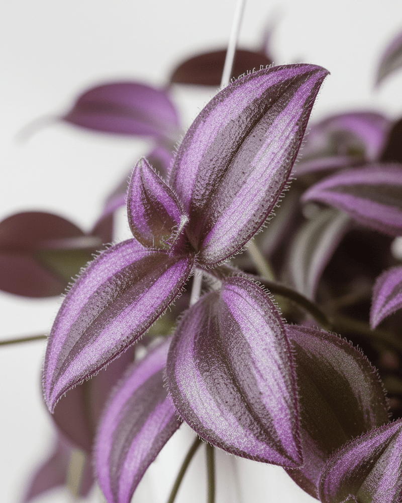 Tradescantia Nanouk