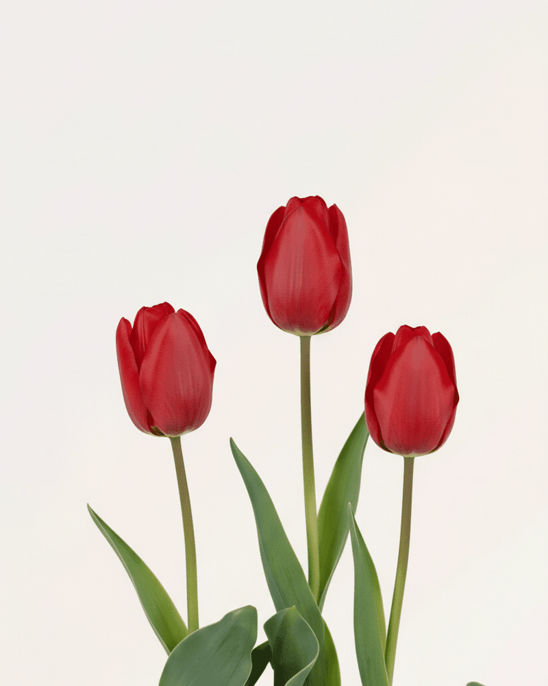 Tulipán