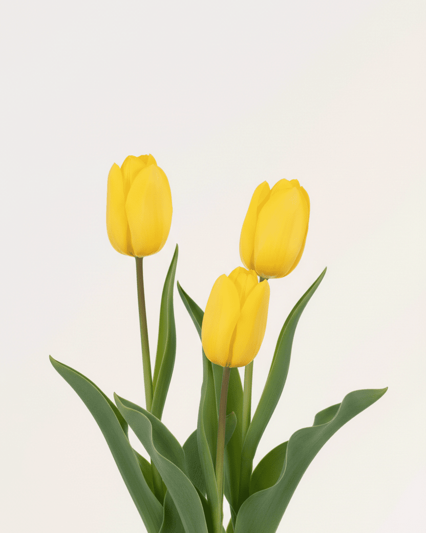 Tulipán - Napuplant