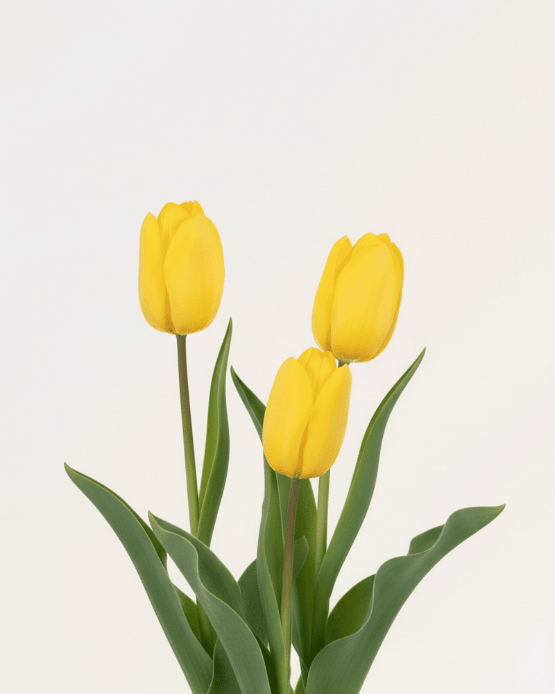 Tulipán