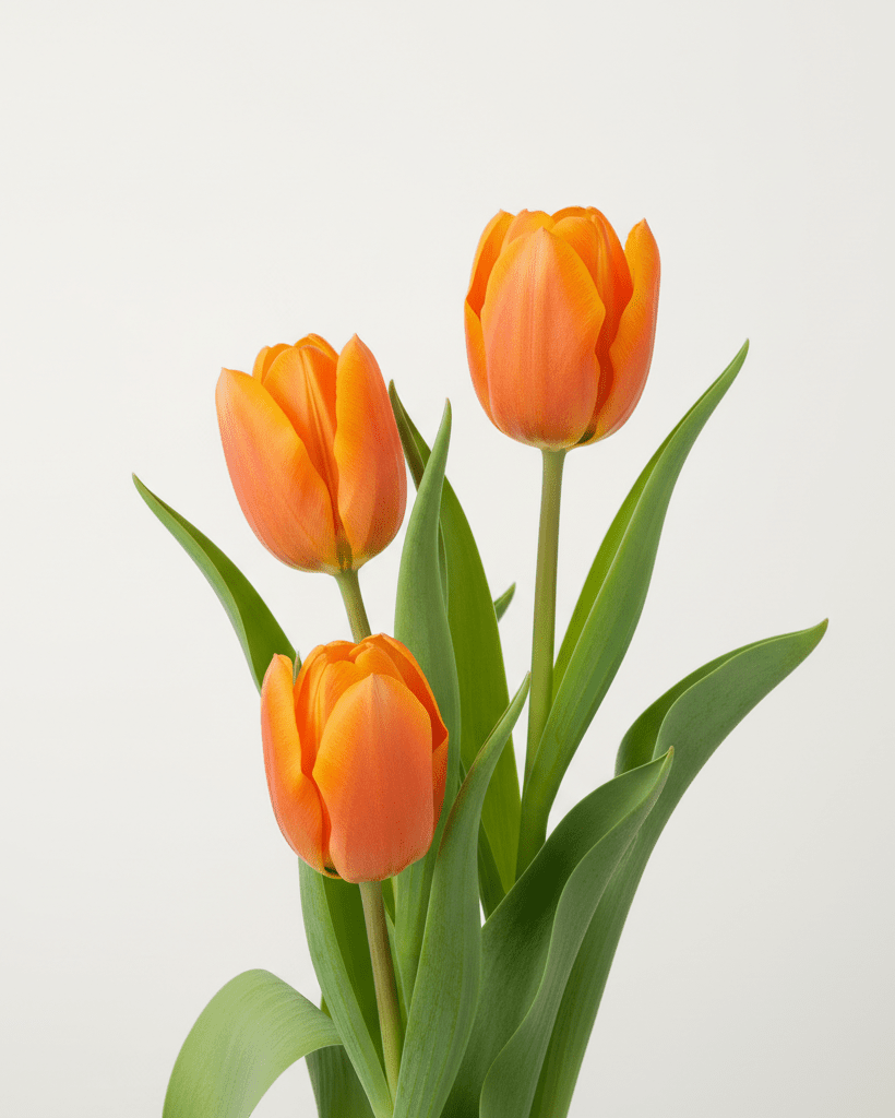 Tulipán - Napuplant