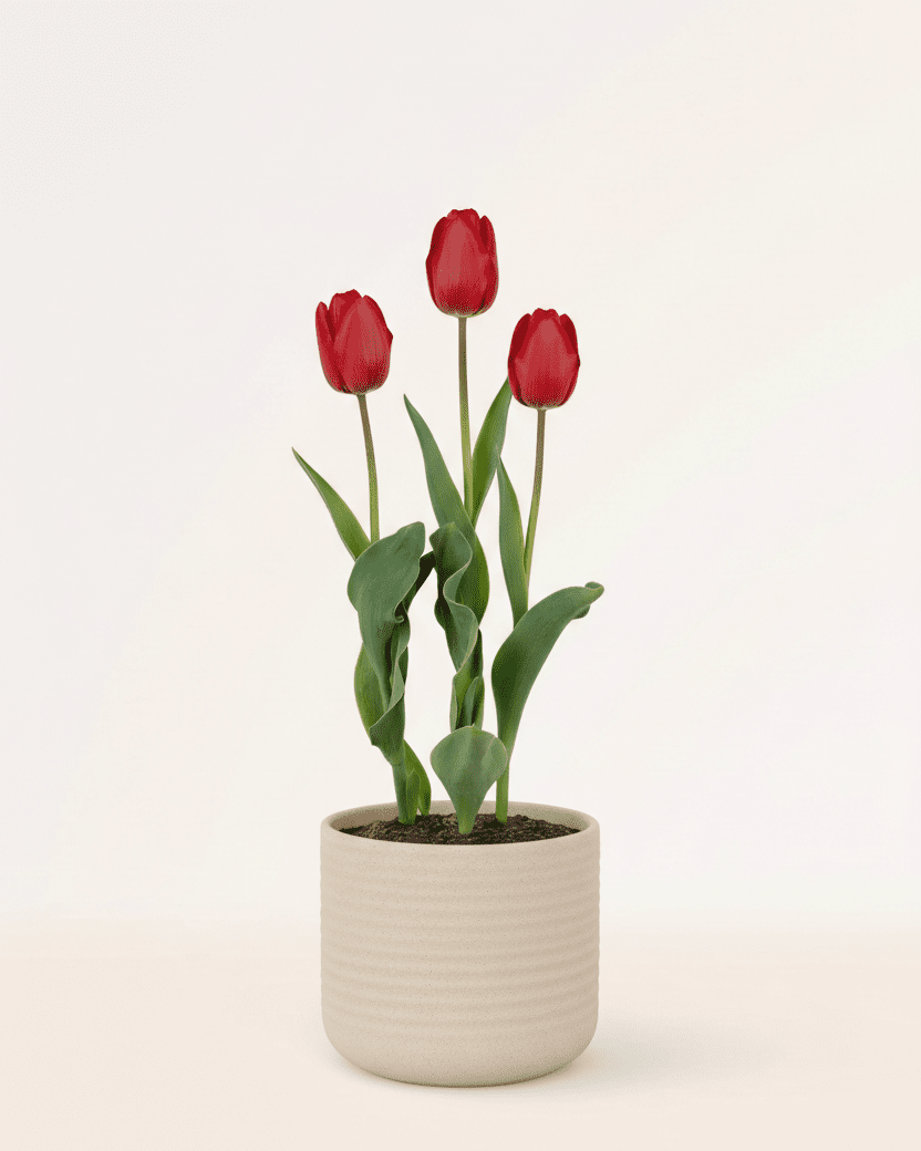 Tulipán - Napuplant