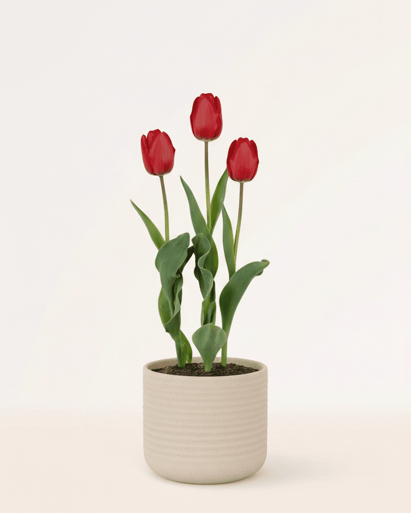 Tulipán