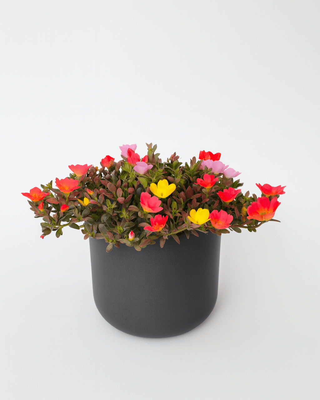 Verdolaga Portulaca - Napuplant