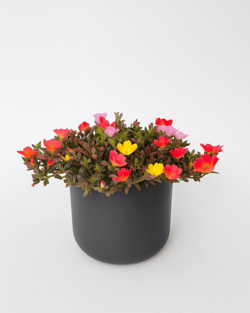 Verdolaga Portulaca