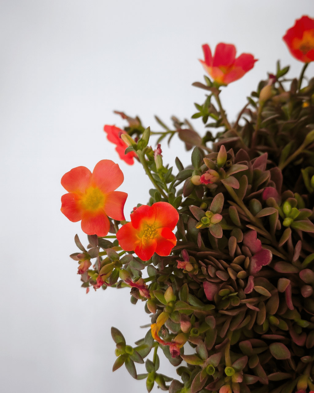 Verdolaga Portulaca - Napuplant