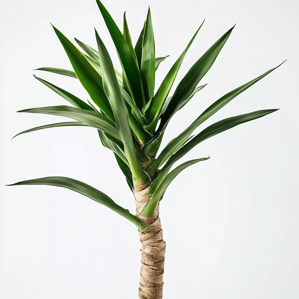 Yucca - Napuplant