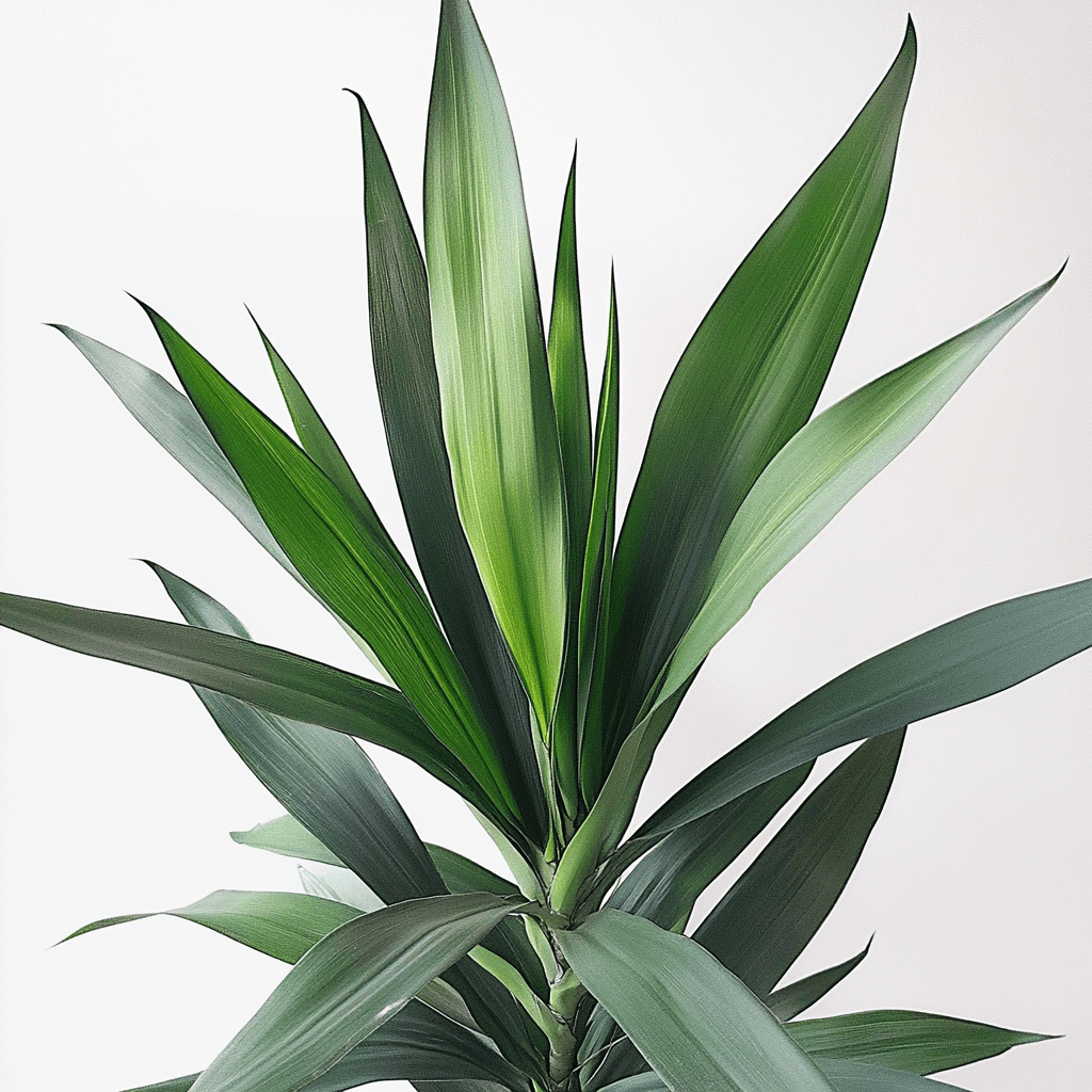 Yucca - Napuplant