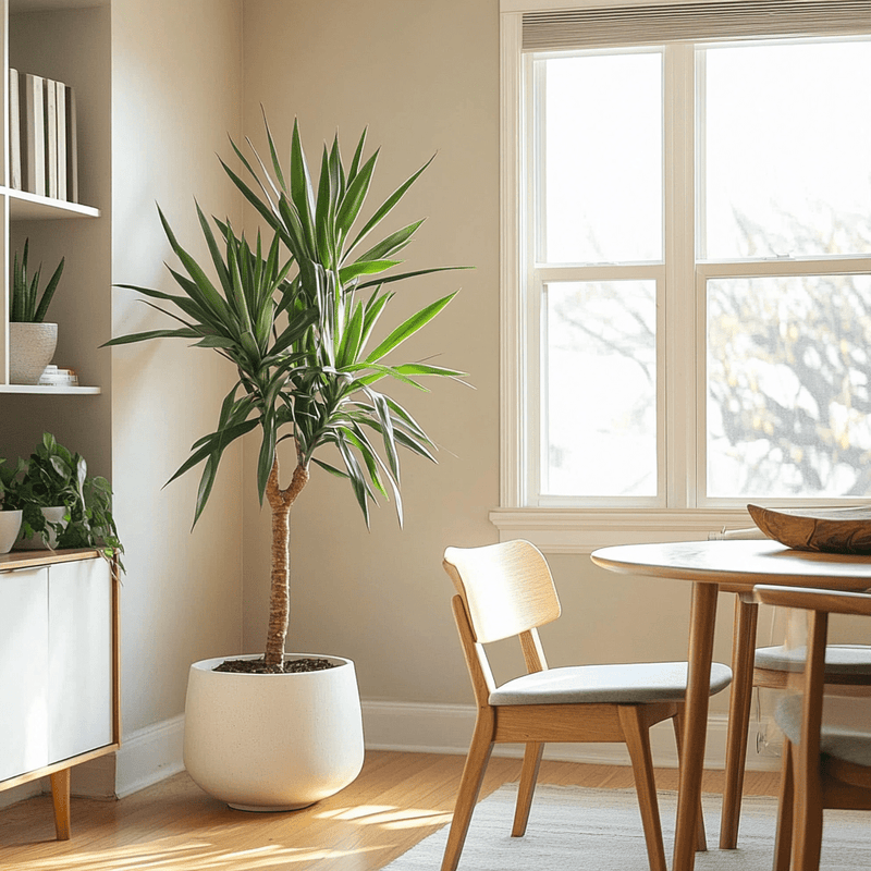 Yucca - Napuplant