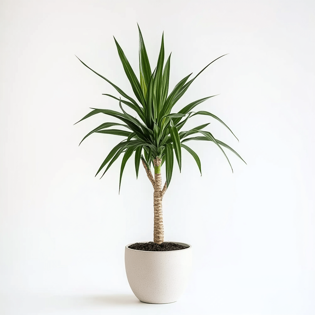 Yucca - Napuplant