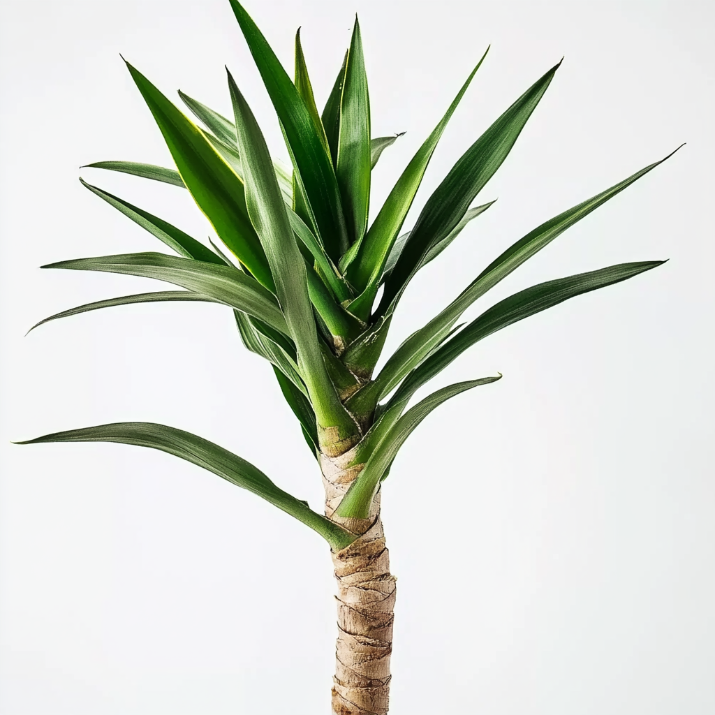 Yucca