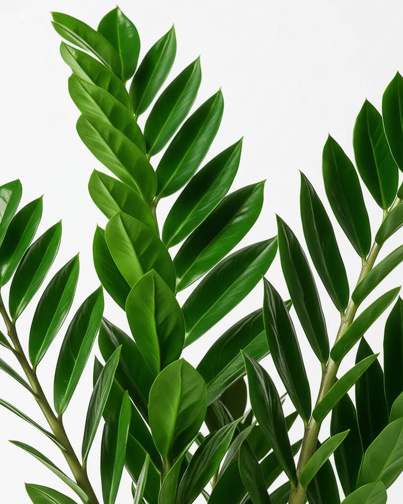 Zamioculcas · Planta ZZ