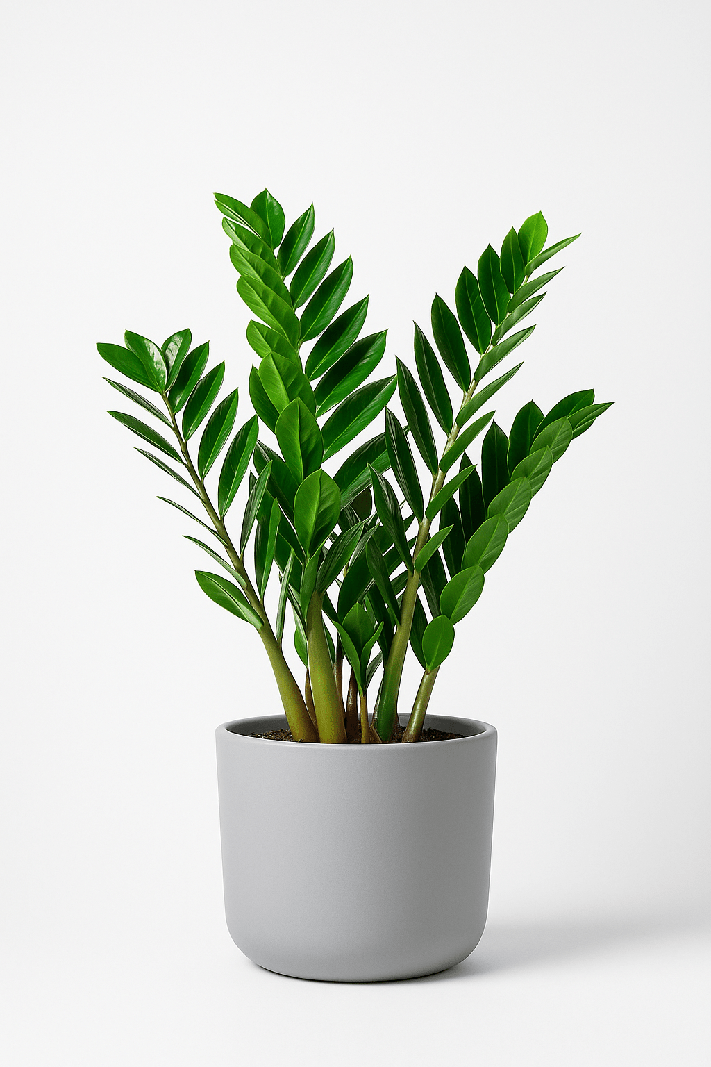 Zamioculcas - Napuplant