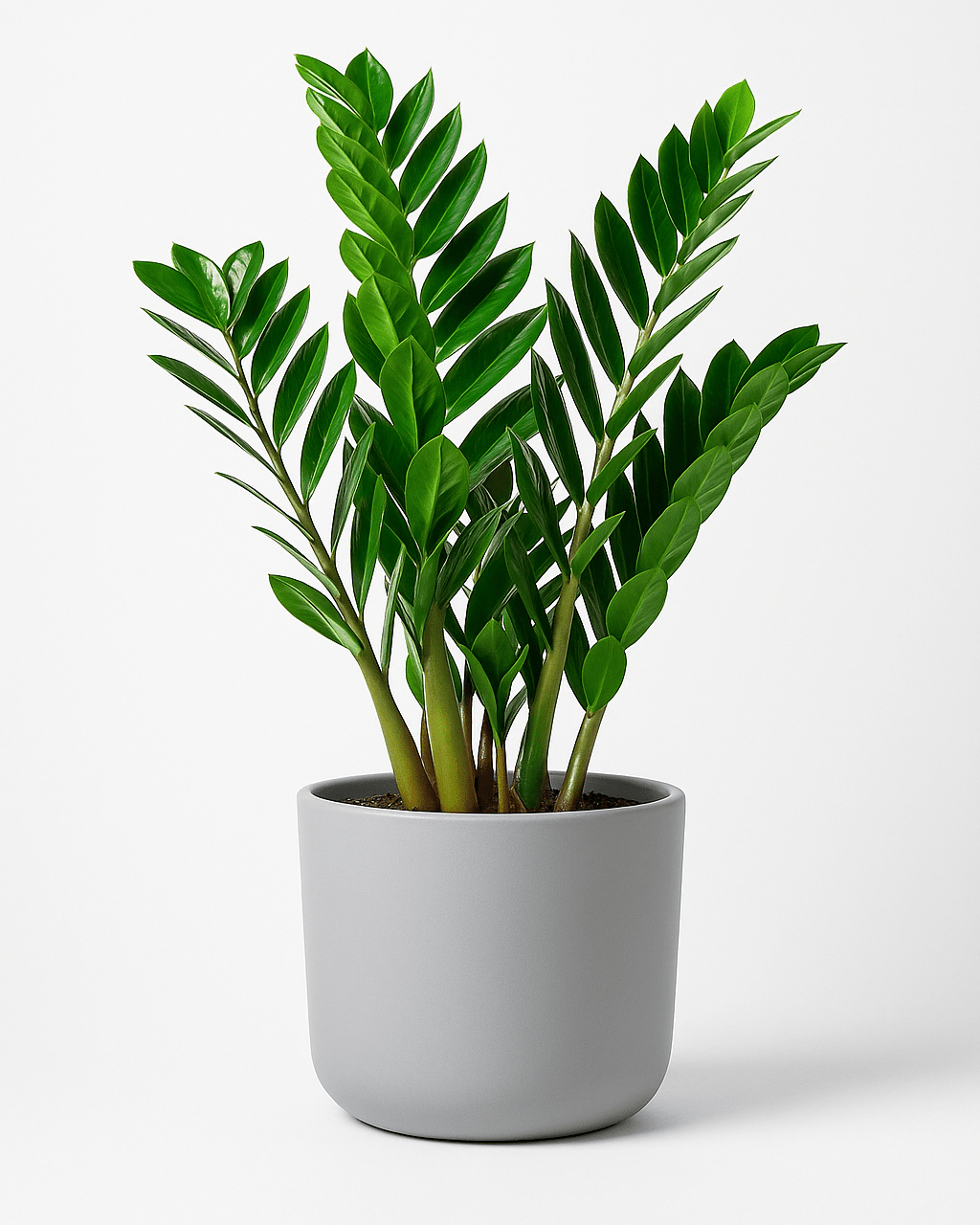 Zamioculcas - Napuplant