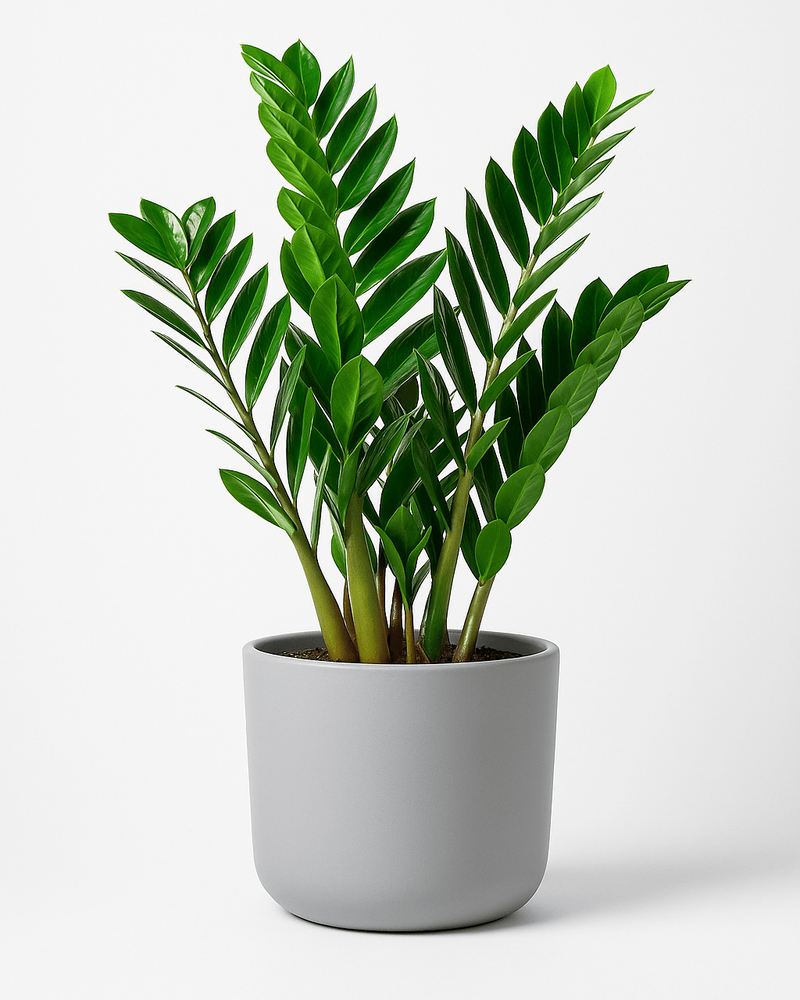 Zamioculcas · Planta ZZ
