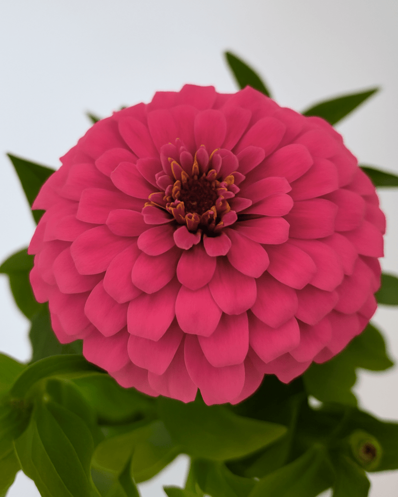 Zinnia Color Mix