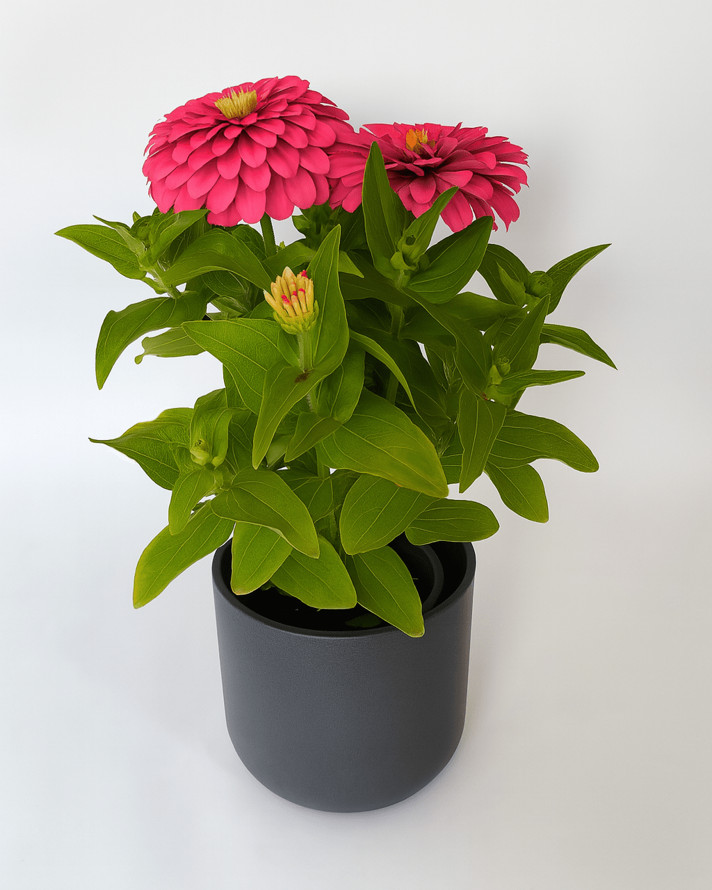 Zinnia Color Mix - Napuplant