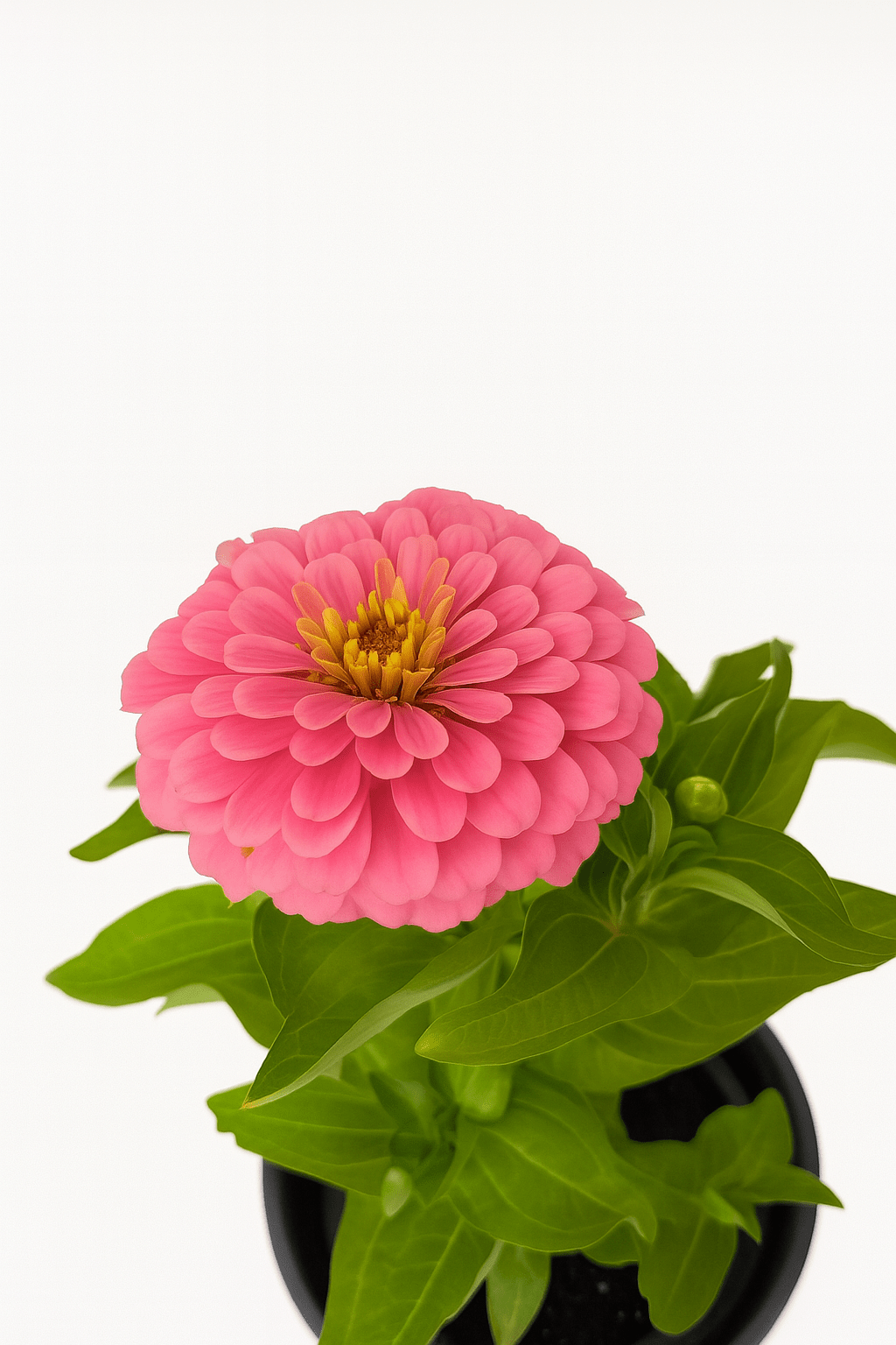 Zinnia Color Mix - Napuplant