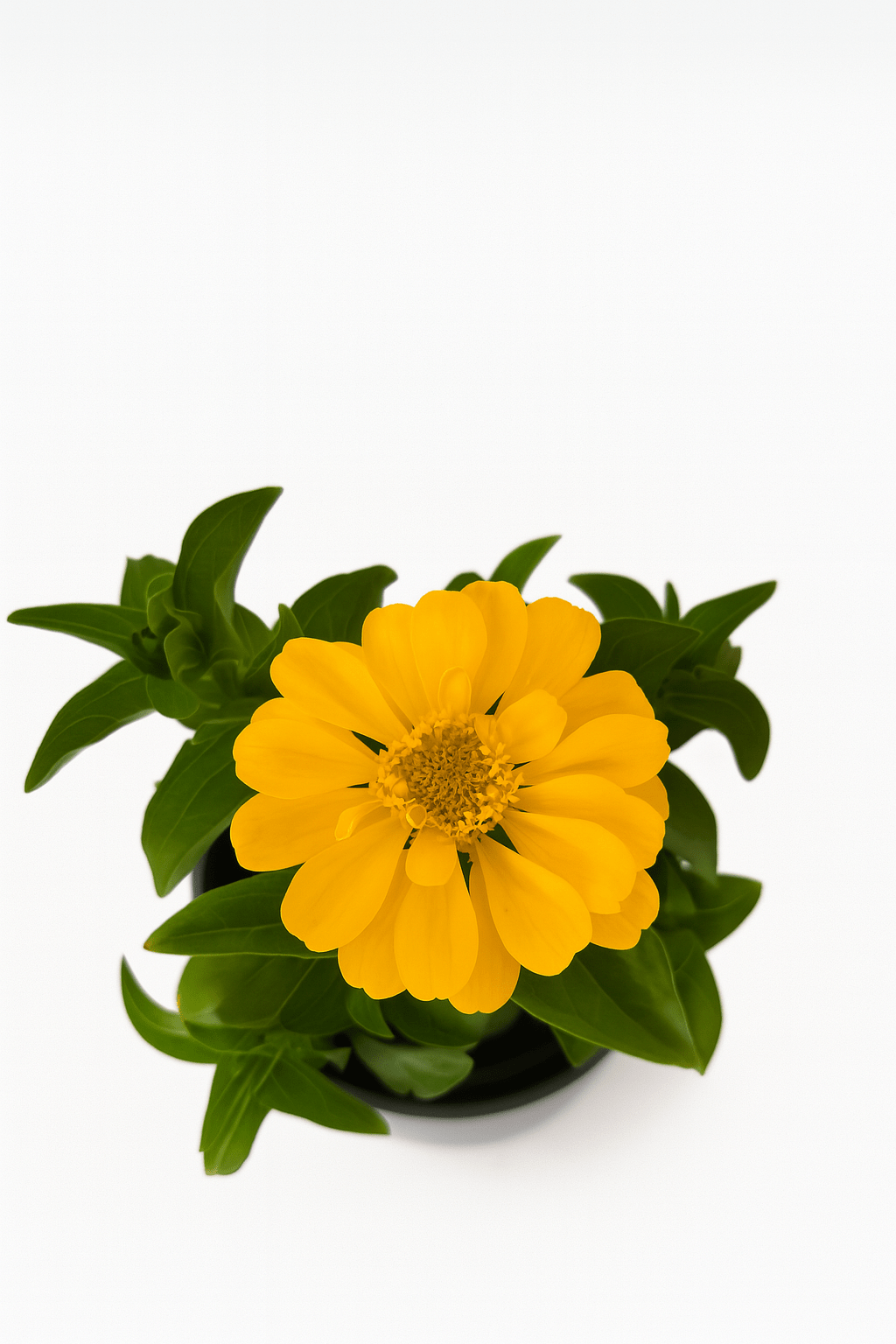 Zinnia Color Mix - Napuplant