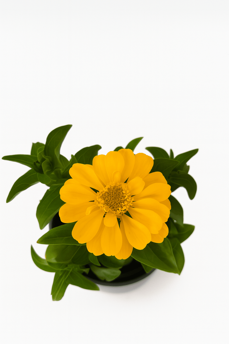 Zinnia Color Mix