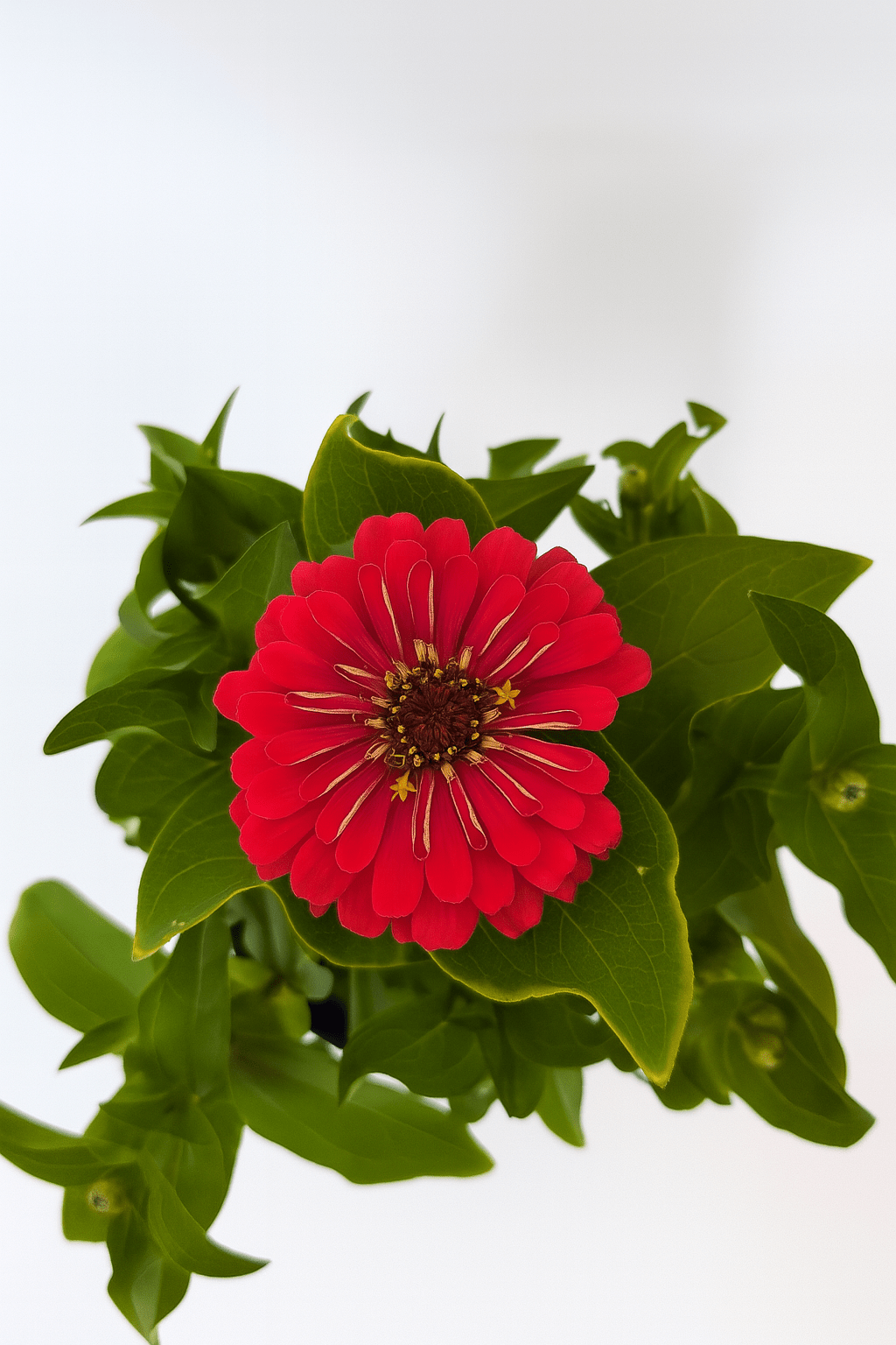 Zinnia Color Mix - Napuplant
