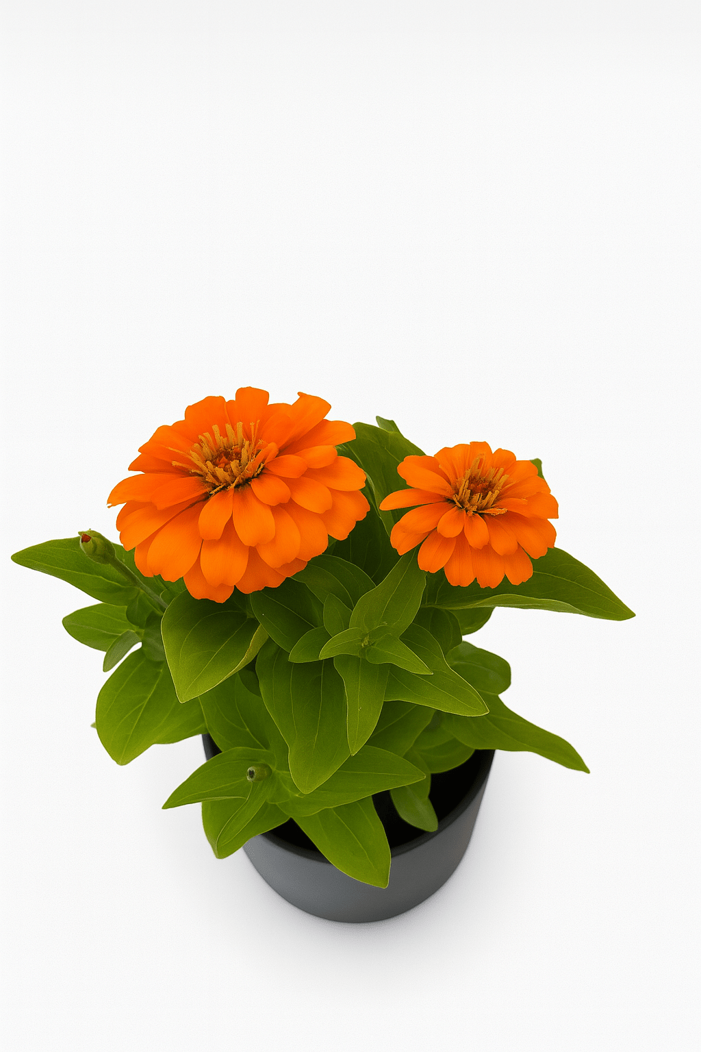 Zinnia Color Mix - Napuplant
